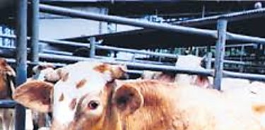 Salud Animal realiza gira de prevención y control del Tórsalo en Bocas del Toro Salud Animal realiza gira de prevención y control del Tórsalo en Bocas del Toro