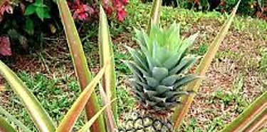 Empresarios holandeses buscan ampliar exportaciones de frutas en Chiriquí  Empresarios holandeses buscan ampliar exportaciones de frutas en Chiriquí