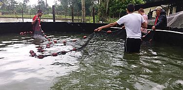 Inician cosechas de Peces de los Proyectos de Tinas Circulares de Geomembranas en Bocas del Toro Inician cosechas de Peces de los Proyectos de Tinas Circulares de Geomembranas en Bocas del Toro