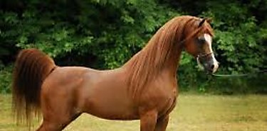 Jornada de Vacunacin Equina en Panam Oeste