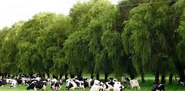 La ganadería un sector clave para el desarrollo sostenible La ganadería un sector clave para el desarrollo sostenible