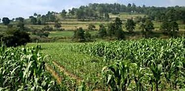 La Ley 24 beneficia a ms productores a travs del MIDA y el BDA