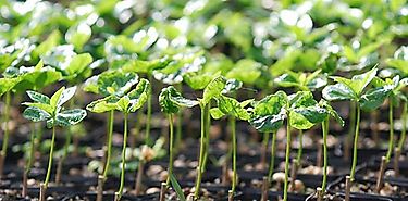 Identifican un gen esencial para la supervivencia de las plantas