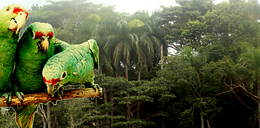 Panam comprometida con la conservacin de la flora y fauna silvestre
