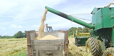 Agricultura panamea enfrenta deterioro ante falta de estrategias