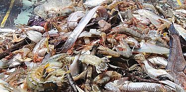 Productores ovinos caprinos se organizan en los Santos Productores ovinos caprinos se organizan en los Santos