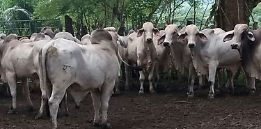 Bocas del Toro promueve ganaderos vigilantes Bocas del Toro promueve ganaderos vigilantes
