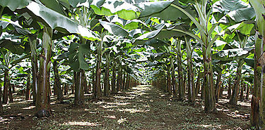 Marchitamiento de los bananos y pltanos por Fusarium raza 4