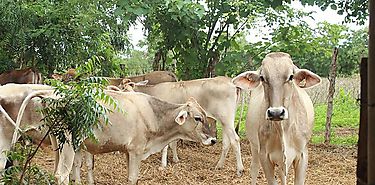 Aprueban en primer debate Acuerdo MERP para combatir la pesca ilegal Aprueban en primer debate Acuerdo MERP para combatir la pesca ilegal