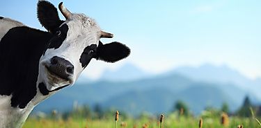 Unas vacas menos contaminantes 