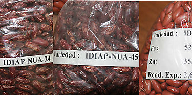 Charlas sobre poroto en Veraguas