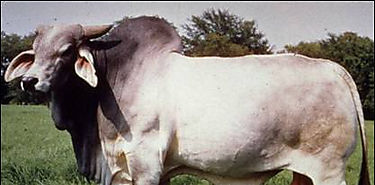 Entrega de sementales de razas lecheras en Chiriquí Entrega de sementales de razas lecheras en Chiriquí