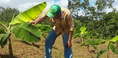 Panam trabaja para salvar la semilla criolla de pltano