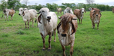 Gua bancaria para la ganadera Sostenible