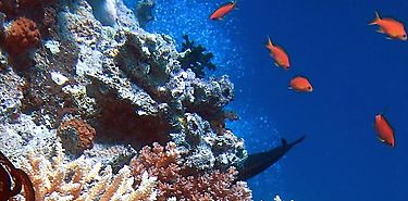 Ya hay ley de Protección Integral de los Sistemas de Arrecifes Coralinos