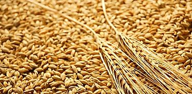 La domesticacin de los cereales origen de la agricultura fue a cargo de los sirios del Neoltico
