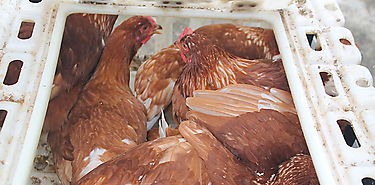 MIDA desarrolla programa de inspección a granjas avícolas en Panamá Este