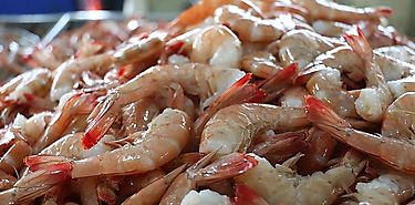 Inicia primer Periodo de Veda del Camarón 2017 Inicia primer Periodo de Veda del Camarón 2017