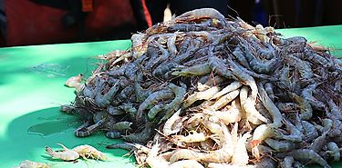 Se da cumplimiento a la Veda de Camarón  Se da cumplimiento a la Veda de Camarón