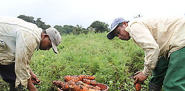 Gobierno establece hoja de ruta con Productores