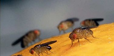 Científicos israelíes y australianos descubren forma de bloquear resistencia de insectos a pesticidas