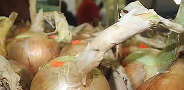 Acuerdo en Cadena Agroalimentaria para importar 50 mil quintales de cebolla