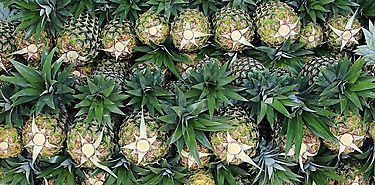 Neozelandeses visitan empresas exportadoras de piña en Chiriquí  Neozelandeses visitan empresas exportadoras de piña en Chiriquí