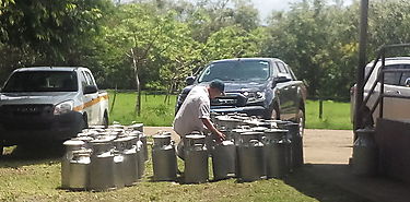 Evalan en Panam situacin y oportunidades del sector lcteo centroamericano