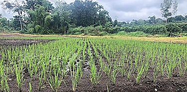 Al menos 275 hectreas de arroz afectadas por inundaciones y deslizamientos de tierra