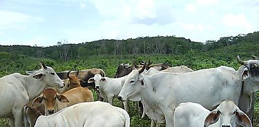 Brote de brucelosis bovina alarma a Panamá Brote de brucelosis bovina alarma a Panamá