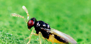 MIDA producir controlador biolgico de plaga citrcola 
