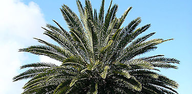 Israel inventa mtodo de control biolgico para proteger palmeras datileras