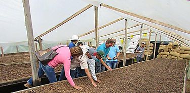 Lanzarán Circuito del Café en enero 2019  Lanzarán Circuito del Café en enero 2019