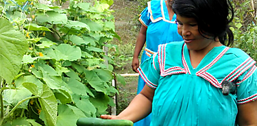 Pueblos indgenas ms resilientes al cambio climtico FAO