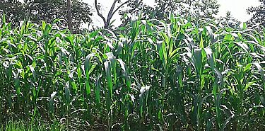 Establecen parcelas para el cultivo de poroto y maz en Chiriqu