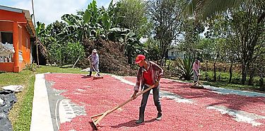 Pequeos productores de porotos de Herrera y Veraguas comercializan con apoyo del IMA 