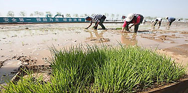 China logra arroz que puede ser cultivado con agua de mar