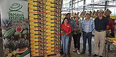 Dolce Pineapple de Chiriquí envía piña a Turquía bajo marca Panamá Exporta  Dolce Pineapple de Chiriquí envía piña a Turquía bajo marca Panamá Exporta