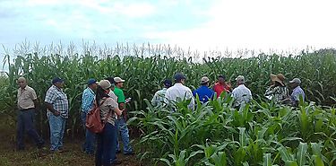 Productores chiricanos realizan gira tcnica campos de cultivo de maz en Los Santos