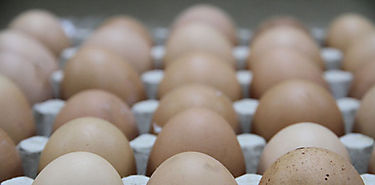 Los huevos no aumentan el riesgo de enfermedades cardiovasculares