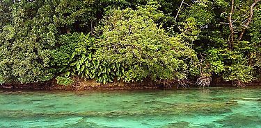 Ofrecen becas para el estudio de la biodiversidad en la Isla Escudo de Veraguas