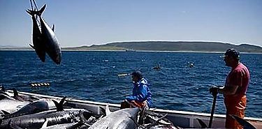 ARAP aclara sobre prohibicin de pesca de tnidos en la Repblica de Panam