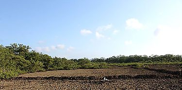 Panamá cuenta con un Manual de Técnicas para Restaurar Áreas Degradadas de Manglar
