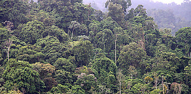 Proyecto 5 Grandes Bosques de Mesoamrica