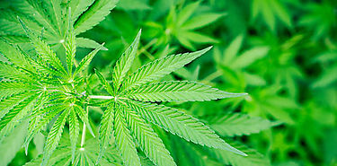 La OMS recomienda quitar el cannabis de la lista de drogas peligrosas