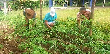 MIDES en Chiriqu promueve los huertos caseros como inclusin productiva