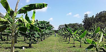 Sector bananero latinoamericano reclama por altos costos