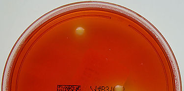 No han entrado en Panamá productos contaminados con Salmonella Reading No han entrado en Panamá productos contaminados con Salmonella Reading