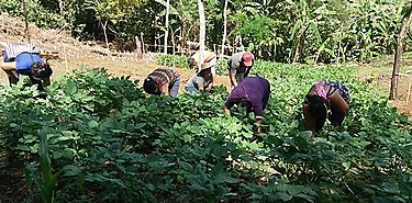 Beneficiarios del MIDES en Chiriqu cultivan la tierra y producen sus alimentos