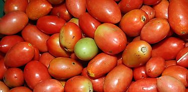 Aroma del tomate para proteger cultivos frente a patógenos y sequías 